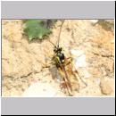 Banchus sp - Schlupfwespe 03a 11mm OS-Wallenhorst-Sandgrube.jpg